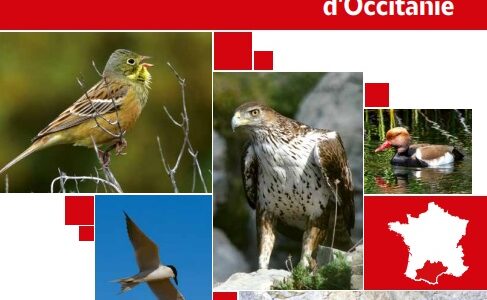 Liste rouge des oiseaux nicheurs d'Occitanie