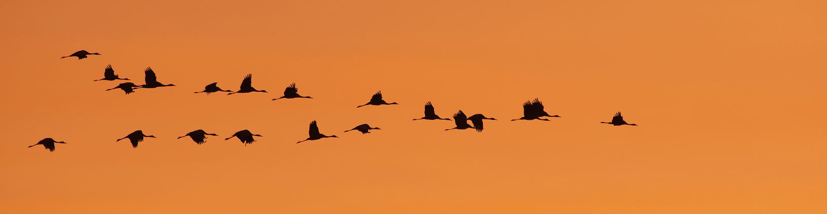 Migration Grues cendré - Alain Fouclet