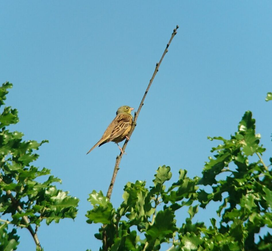 Bruant ortolan 2018 05 11 Villesèque DSC_0087