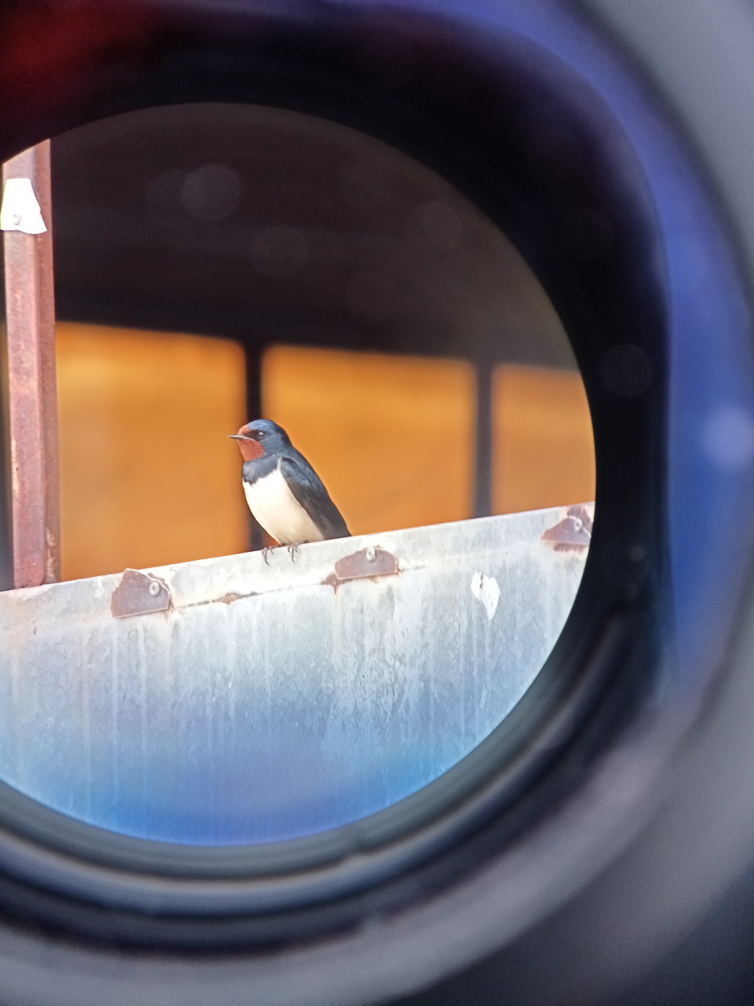 Sortie son oiseaux Paul-Elie Jay2