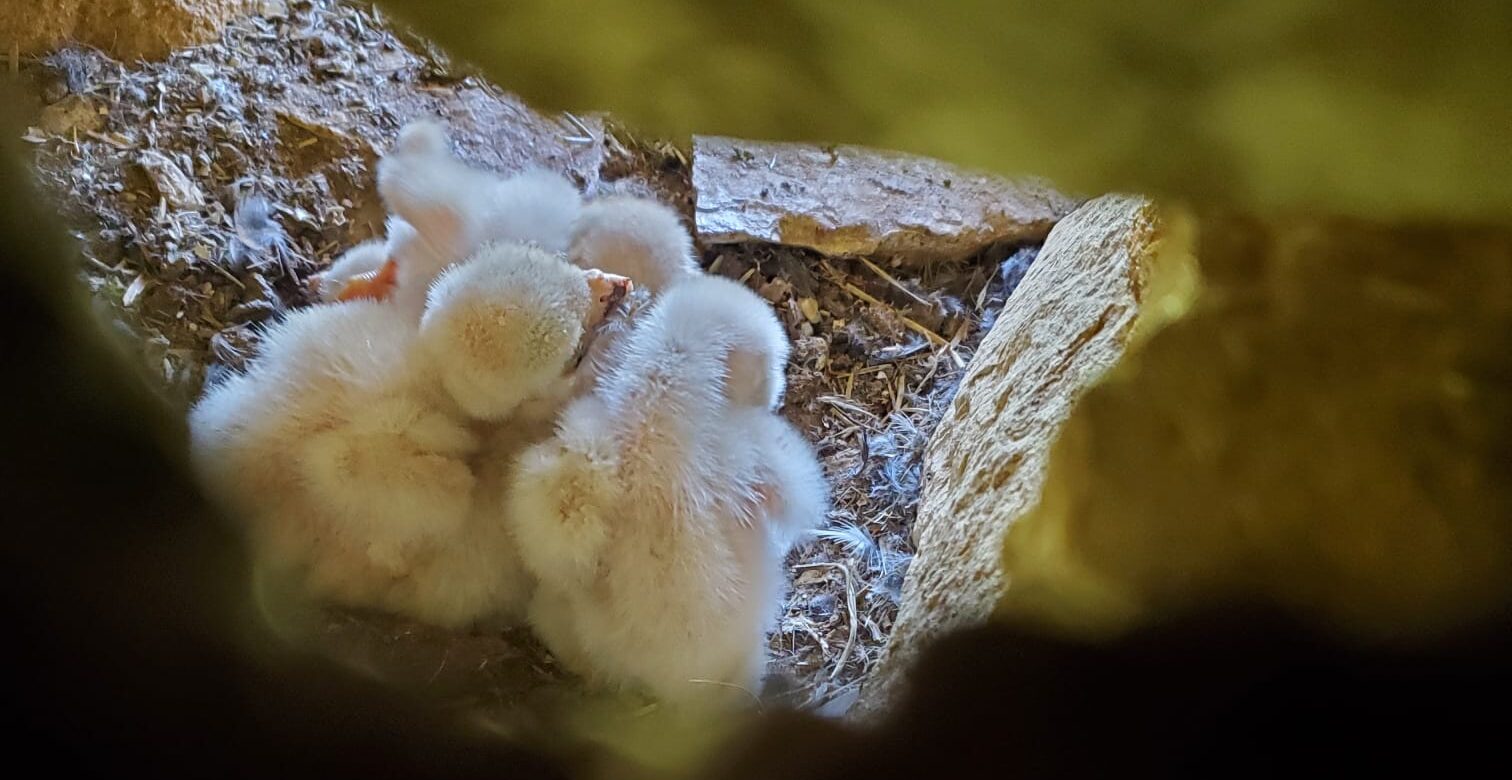 Poussin Faucon crecerelle_Jocelyne Bece