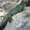 ABC Cahors_A la découverte des reptiles